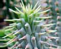 Weight loss. Miracle hoodia contra obesity.